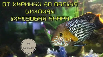 От икринки до малька. Цихлиды. Бирюзовая акара / From eggs to fry. Cichlids. Turquoise Acara