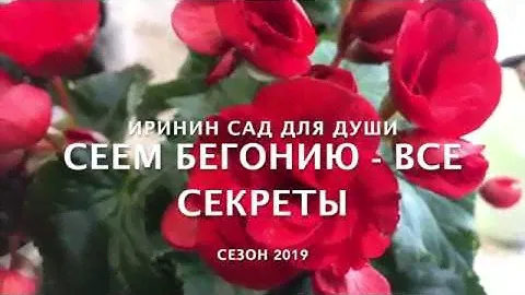 Сеем бегонию  - все секреты!